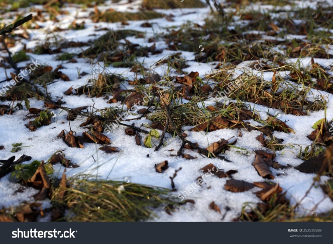 stock-photo-melting-snow-on-green-grass-252535588
